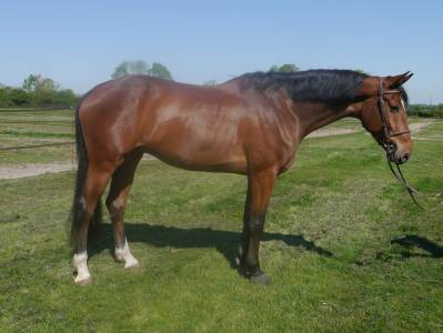 Gelding kwpn dutch warmblood for sale 2020 bay