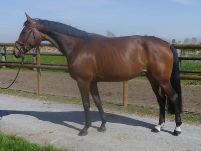 Mare zangersheide for sale 2017 bay