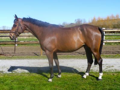 Caballo castrado sbs caballo de deporte belga en venta 2018 bayo por ernest jap