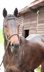 Sagamia – superbe jument de 4 ans