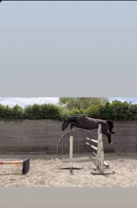 Jument de 4ans