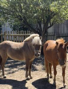 Minis shetlands