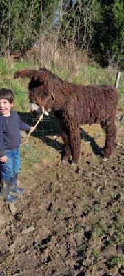 Baudet du poitou
