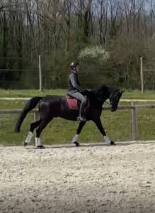 Dressage top horse