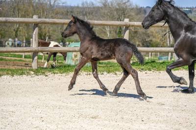 Diora, une bouille a croquer, pouliche frisonne