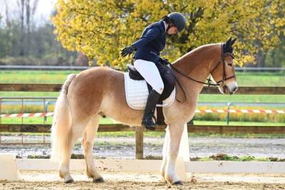 Haflinger 9 ans 1m50