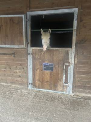 Poney connemara