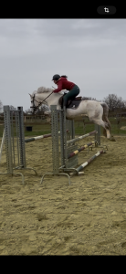Poney connemara 