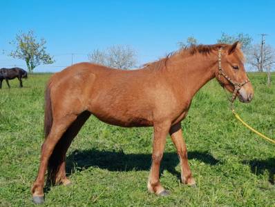 Ponette de sport