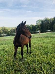Très beau yearling sf par jilbert van y ruytershof 