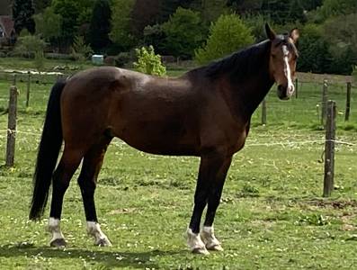 Gelding belgian half blood for sale 2015 bay