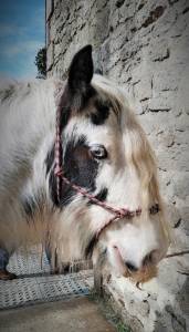 Hongre 8 ans gypsy cob