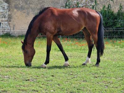 à vendre – indiana de nîmes, jument sf de 7 ans