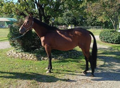 Femmina trotter 10 anni 