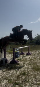 Cheval cso/cce