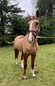 Beau 4 ans a fort potentiel