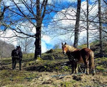 Vente 2 chevaux de trait