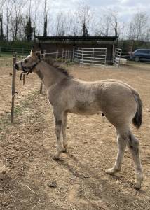Poulain paint horse pp grullo dw20