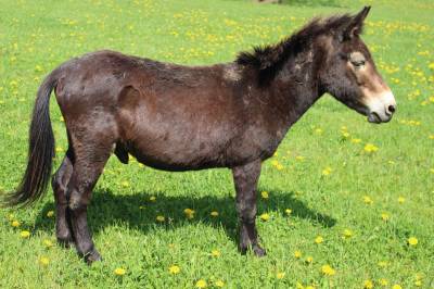 Mulet à céder (croisement âne/cheval)