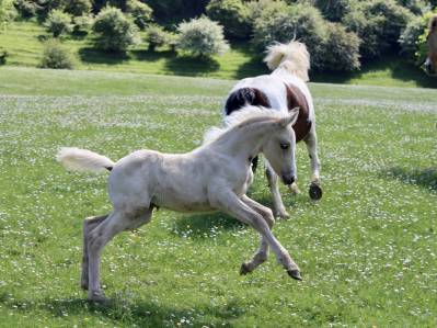 Pouliche palomino welsh part bred wpb 2025