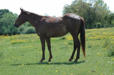 Pouliche oc père appaloosa 100% foundation, léopard.
