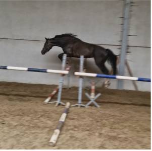 Cavalla sbs cavallo da sport belgio in vendita 2021 baio ,  calasco van de helle