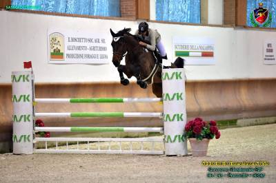 Cavallo belga 8 anni da salto