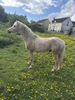 Loops - welsh part bred