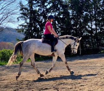 Jument 5 ans par mylord carthago et armitage boy 