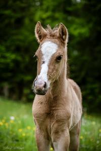 Foal welsh part bred 