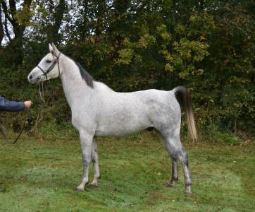 Superbe cheval gris de 8 ans , 157cm, plein papier