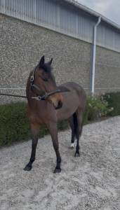 Jument de 6 ans a vendre 