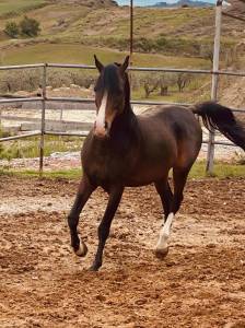 Cavallo purosangue arabo