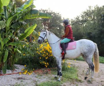 Yegua lusitano en venta 2018 tordo