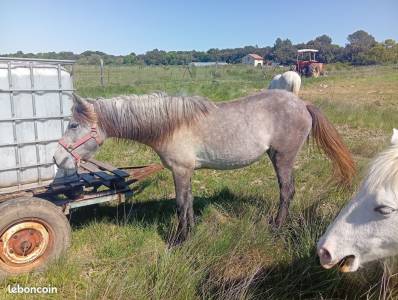 Pouliche p.p camargue
