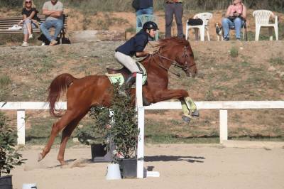 Caballo polivalente tamaño medio 