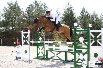 Cavalla sella francese in vendita 2015 baio