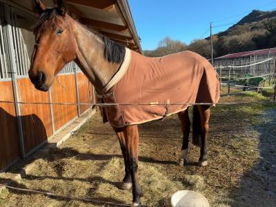 Fattrice sella francese in vendita 2016 baio