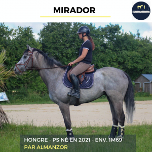 Castrone purosangue in vendita 2021 grigio ,  almanzor