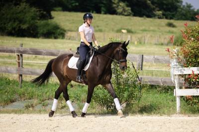Magnifique Hongre 10 ans KWPN Dressage 