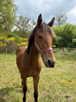 Connemara part bred