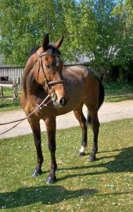 Cheval ps 6 ans