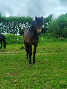 poulain Dartmoor - 1 an