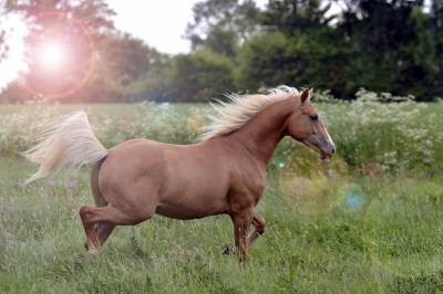 Nechtan holly gun  : saillie quarter horse palomino 