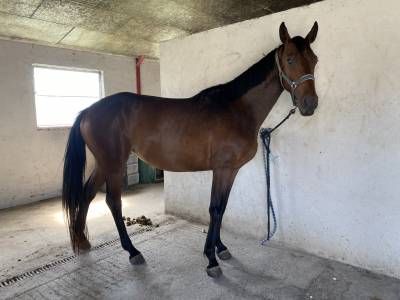 Jument selle français 5 ans 