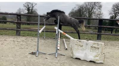 Femelle 3 ans pfs debourrée