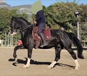 Franche montagne pp 6 ans 