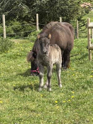 Poulinière shetland pp