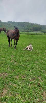 2 pouliches paint horse