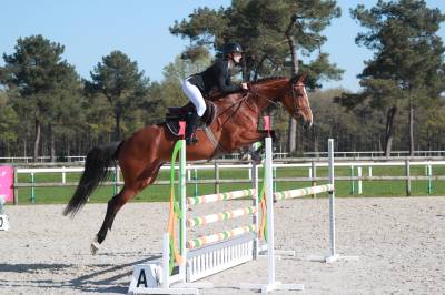 Jument 5ans opium x baloubet